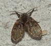 Clogmia albipunctata